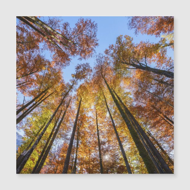 Árvores de outono encharcadas pelo Sol (Frente)