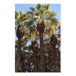 Árvores de Palmas de Ampliação de Foto