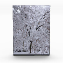 Árvores em Carga de Neve