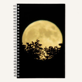 Árvores iluminadas pela lua de cheio