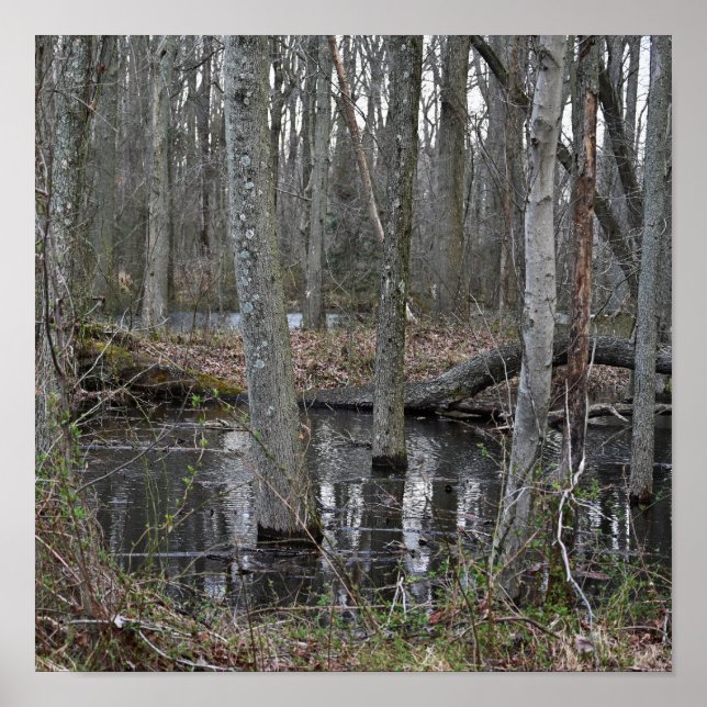 Árvores Inundadas Poster (Frente)