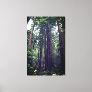 Árvores Sequoias #1 Canvas