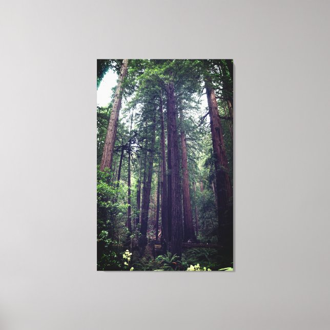 Árvores Sequoias #1 Canvas (Frente)