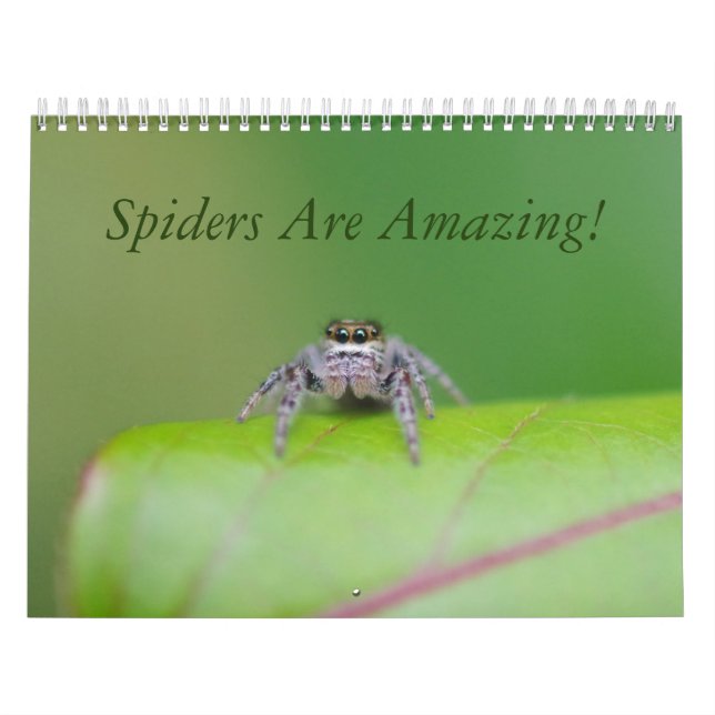 As aranhas são surpreendentes! Calendário (Capa)