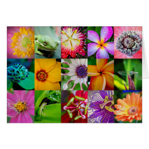 As flores e as criaturas anulam os cartões 5x7