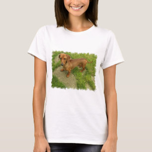 As senhoras de Daschund couberam o t-shirt