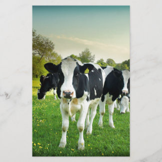 As vacas adoram encarar