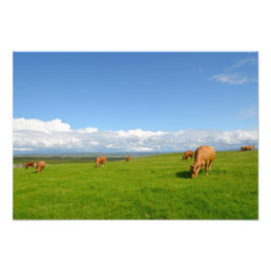 As vacas que pastam em um prado na foto de Ireland