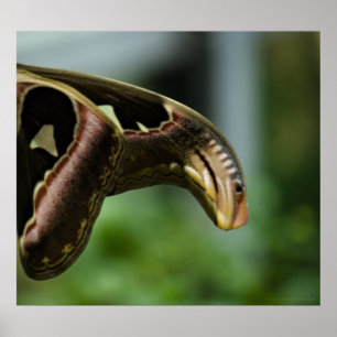 Asas de Atlas Impressão