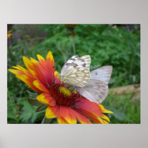 Asas de Graça (4) Poster