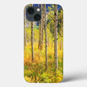 Aspen Trees in Autumn in the Rockies