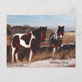 Assateague Cavalos Selvagens 2 - Cartão postal
