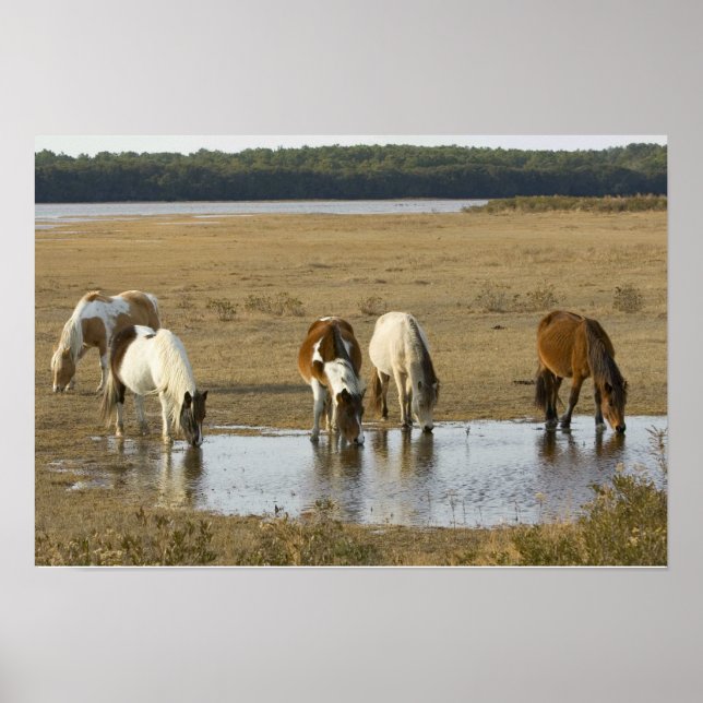 Assateague Ponies Poster (Frente)