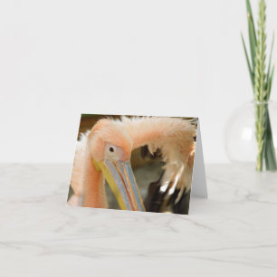 Assistindo ao Cartão de Nota Pelicano