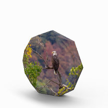 Assistindo ao outono