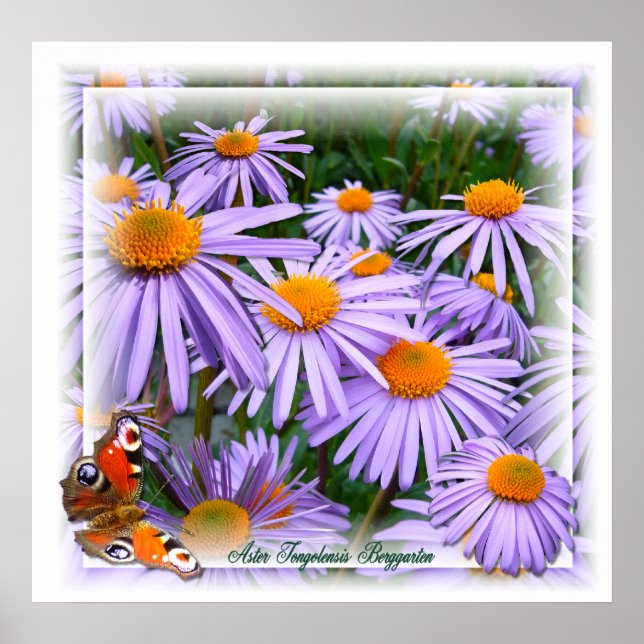 Aster ~ Poster (Frente)