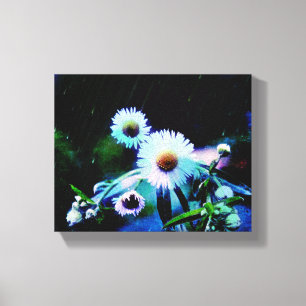 Asters Aglow Canvas Impressões