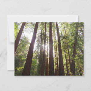 Até às sequóias pela manhã