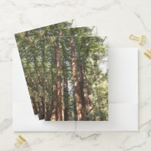 Até Sequoias II no Monumento Nacional de Muir Wood