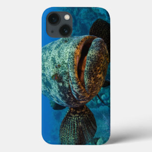 Atlantic Goliath Grouper