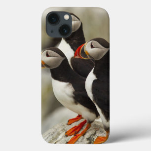 Atlantic Puffins on Machias Seal Island