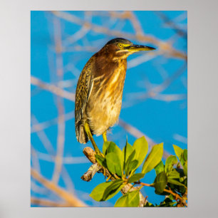 Ato 16 x 20 naturais poster