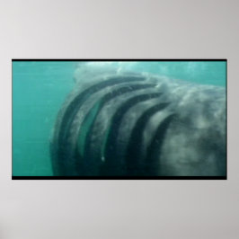 atrás de um poster de tubarão