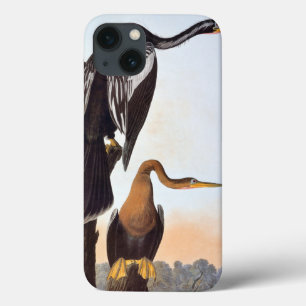 Áudio: Anhinga