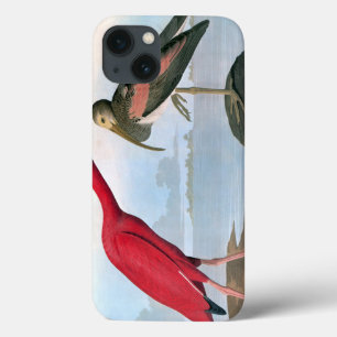 Áudio: Scarlet Ibis