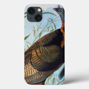 Áudio: Wild Turkey