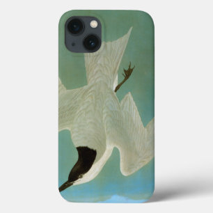 Audubon: Andorinha-do-mar Gaivota-Faturada