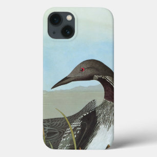 Audubon: Arctic Loon
