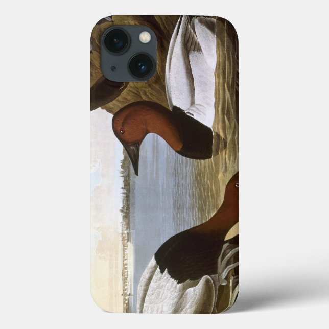 Audubon: Canvasback (Verso)