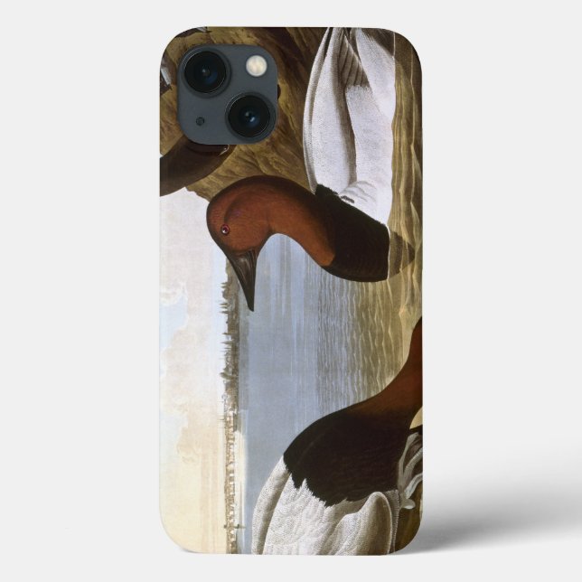 Audubon: Canvasback (Verso)