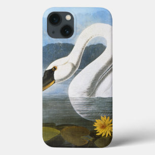 Audubon: Cisne comum