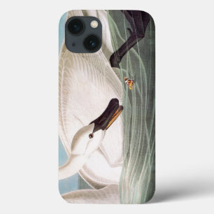 Audubon: Cisne de trompetista