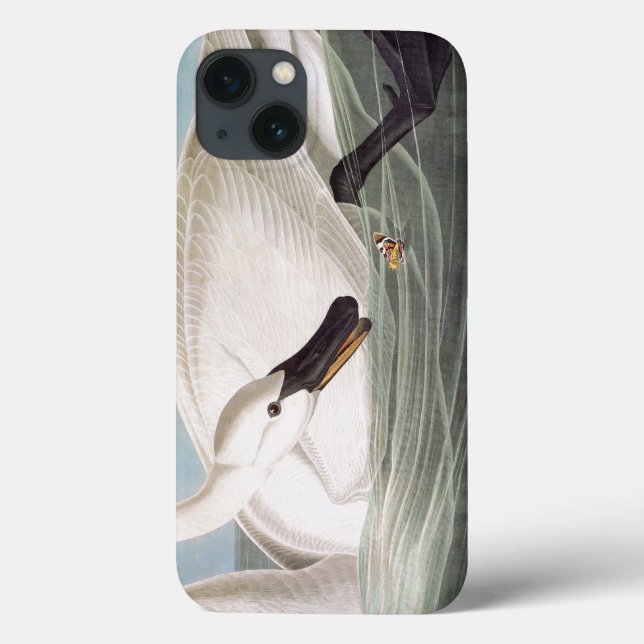 Audubon: Cisne de trompetista (Verso)