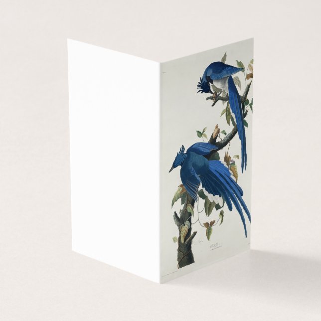 Audubon Columbia Jay Black Throated Magpie Jay (Exterior)