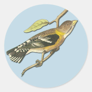 Audubon Evening Grosbeak - Adesivos de Artes de Av