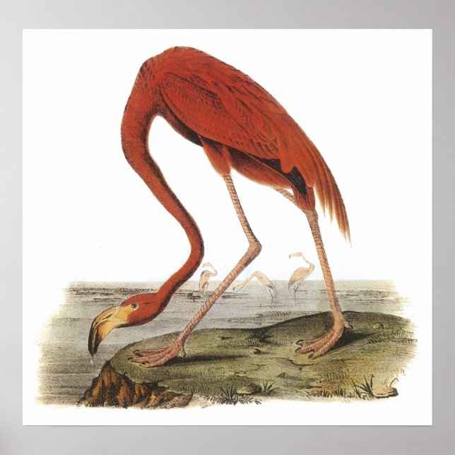 Audubon Flamingo Poster (Frente)