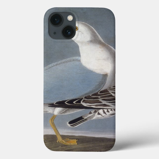 Audubon: Gaivota com anel (Verso)