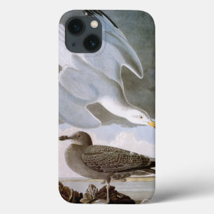 Audubon: Gaivota de arenques