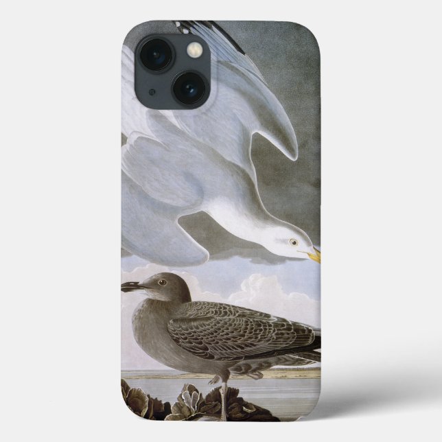 Audubon: Gaivota de arenques (Verso)