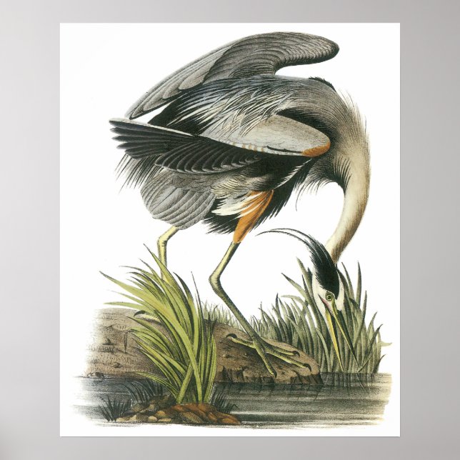 Audubon Heron Poster (Frente)