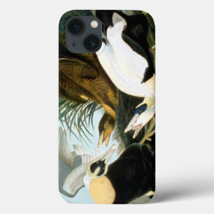 Audubon: Pato de êider