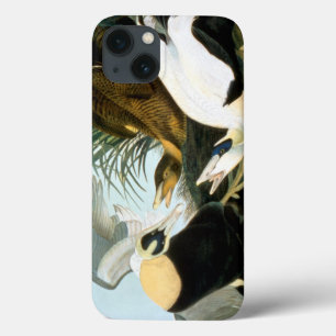 Audubon: Pato de êider
