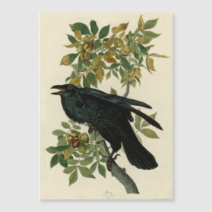 Audubon Raven Bird Classic Trabalho de arte