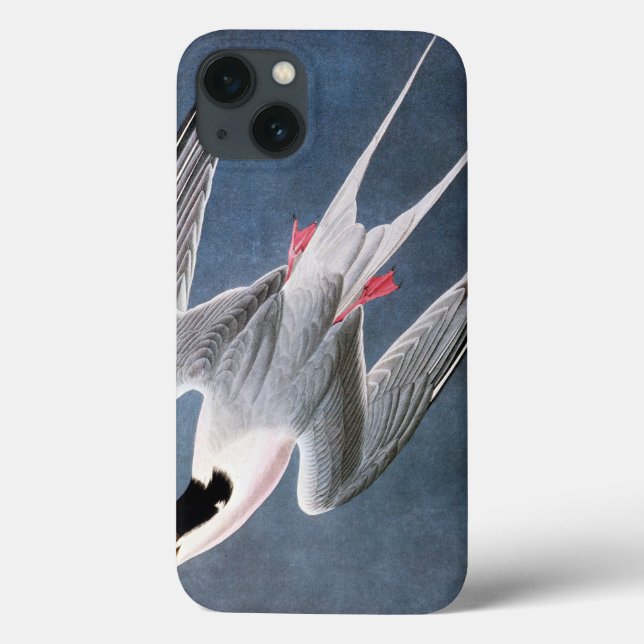 Audubon: Tern de Roseate (Verso)
