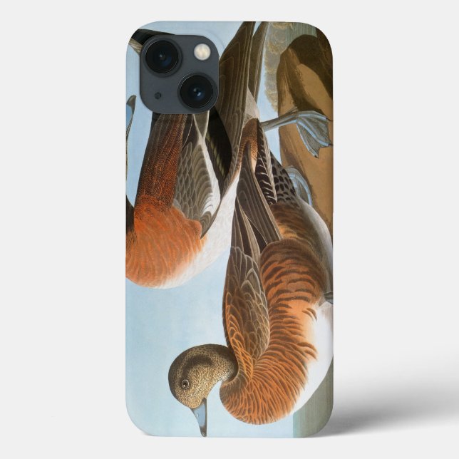 Audubon: Wigeon (Verso)