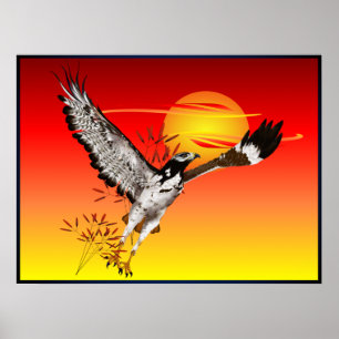 Augur que encontra o sol da manhã. poster 4x3